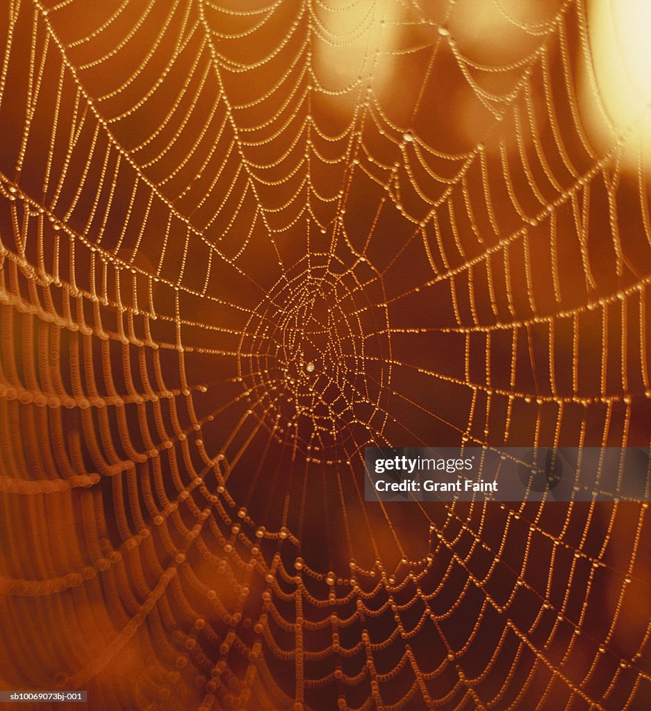 Spider web at dawn, close up