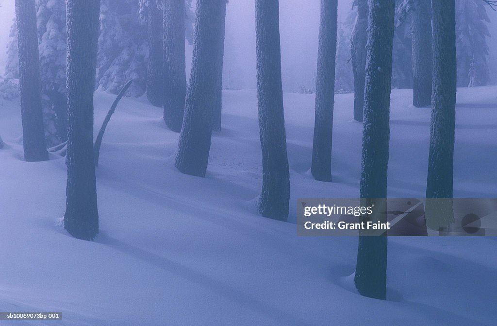 Pine tree trunks in snow covered forest