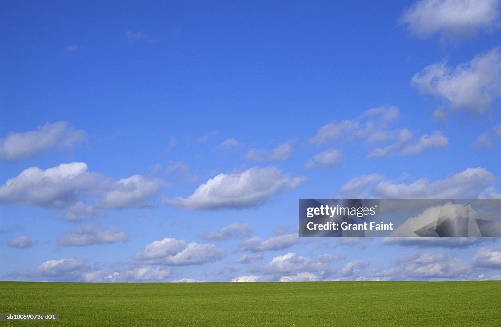 Sun shining over grassy field