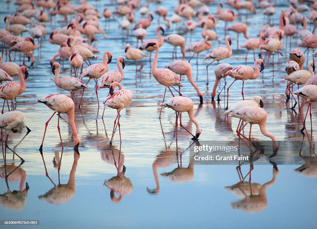 Kenya, Lake Nakaru, group of Lesser Flamingoes in shallow water