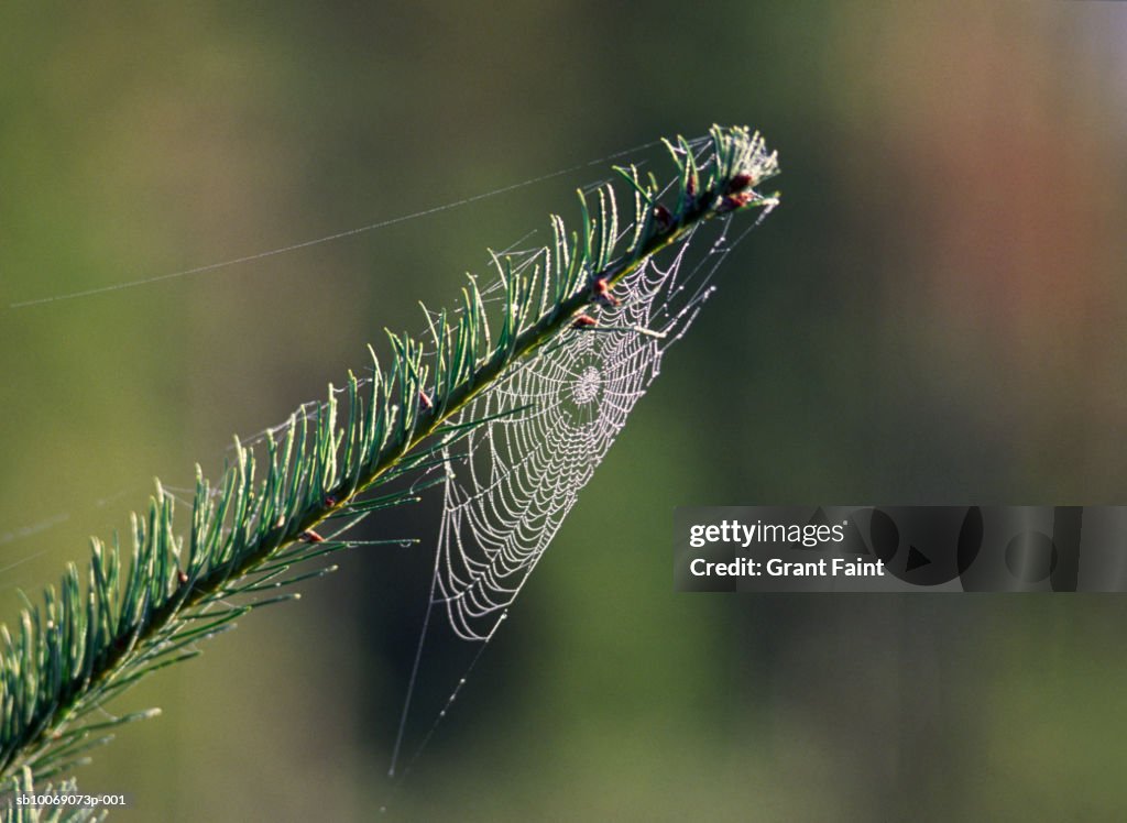 Spider web hanging of pine tree branch, close up