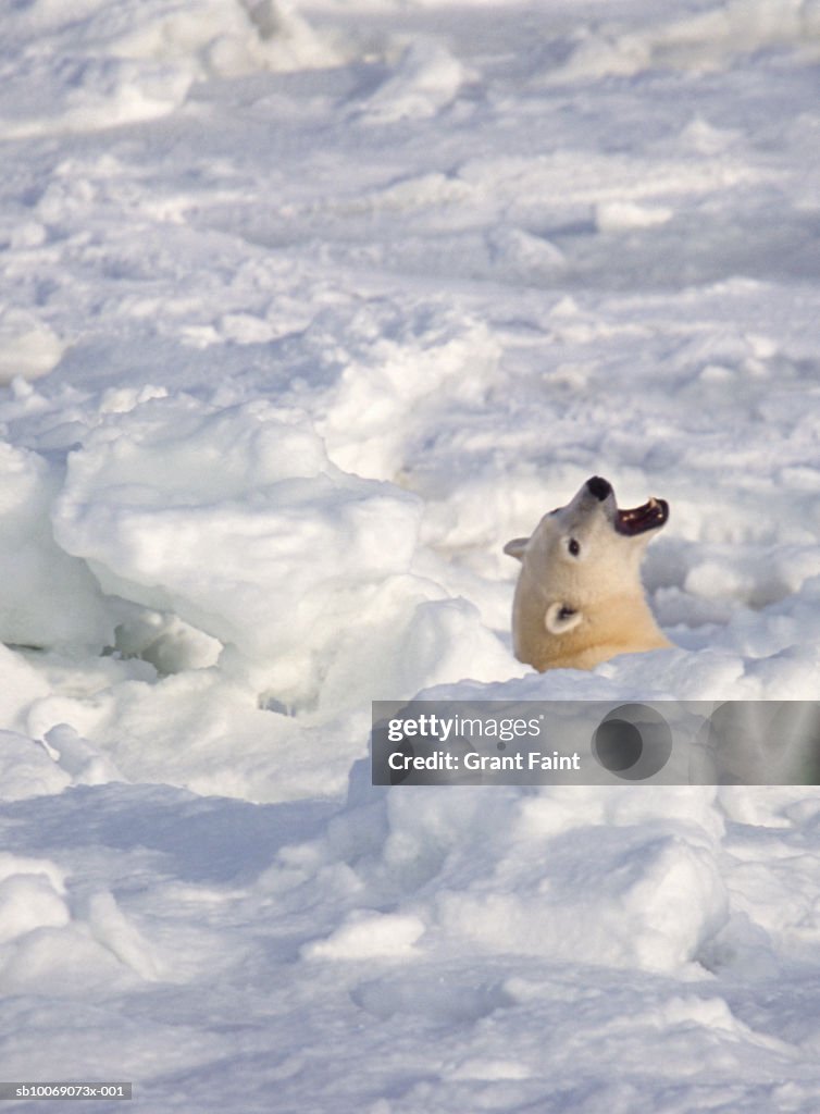 Polar Bear roaring in snow