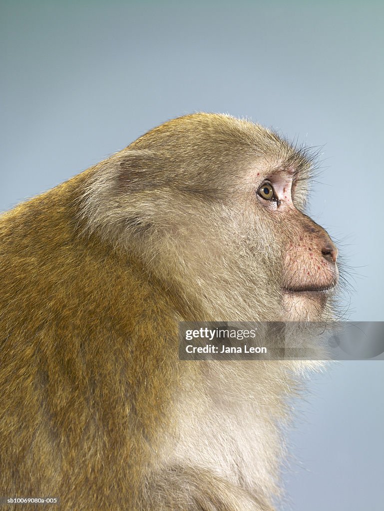 Profile of macaque monkey