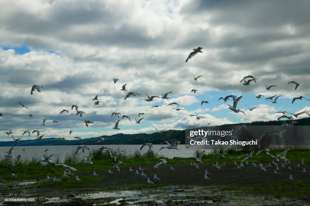 Canada, New Brunswick, Campbellton, Flock of seagulls flying