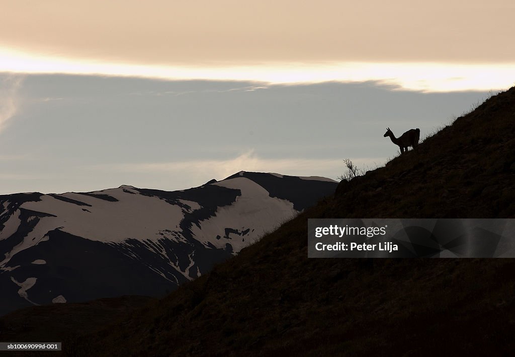 Chile, Patagonia, Torres del Paine, Guanacos (Lama guanicoe) standing on hillside