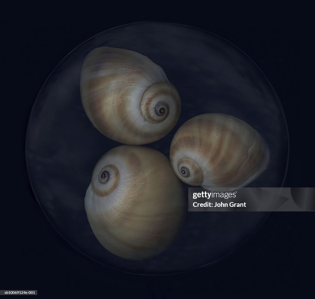 Seashell on black background, close-up