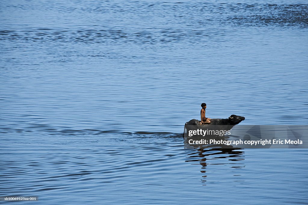 India, Agra, Boy riding on water buffalo