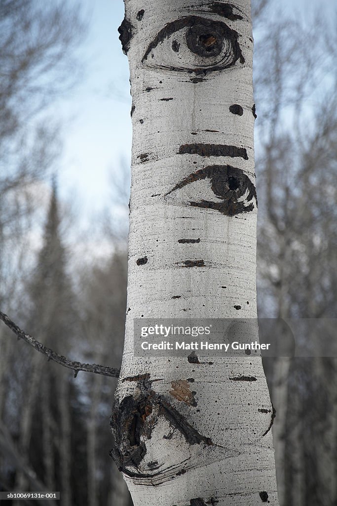 USA, Wyoming, Jackson Hole, Eyes carved on tree trunk, close-up