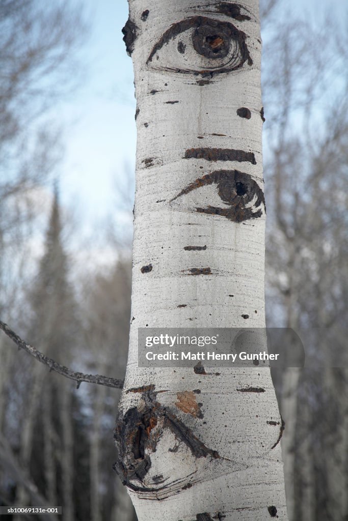 USA, Wyoming, Jackson Hole, Eyes carved on tree trunk, close-up