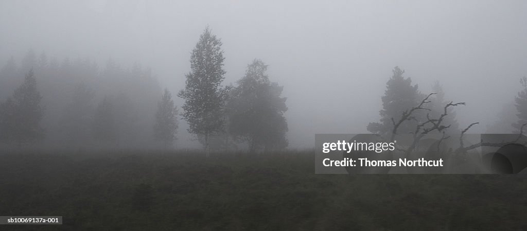 Germany, Schwarzwald, forest in fog