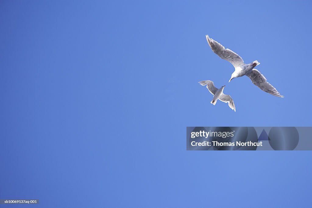 Two seagulls and blue sky