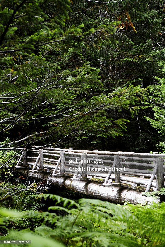 Wooden bridge in forest