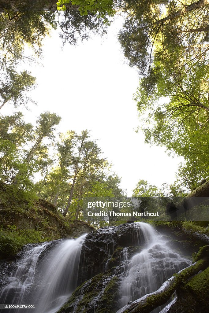 Waterfall in forest, low angle view