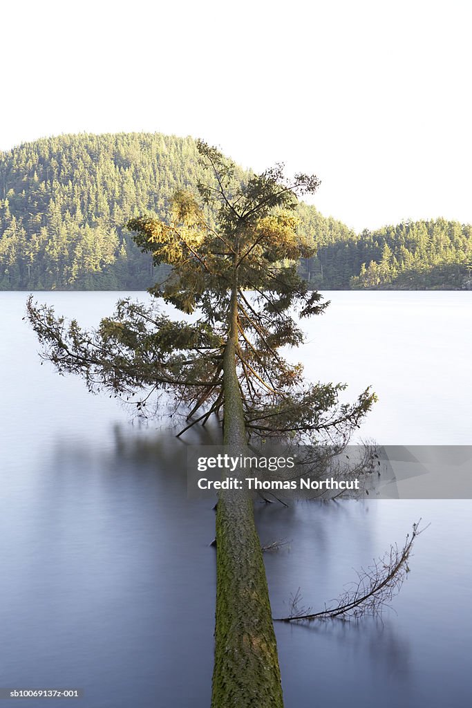 Broken spruce above lake surface