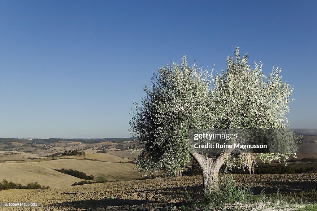 Italy, Toscana, San Quirico d'Orcia, olive tree in field