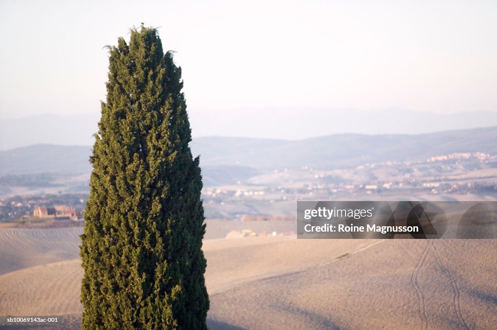 Italy, Toscana, San Quirico d'Orcia, cypress tree in field