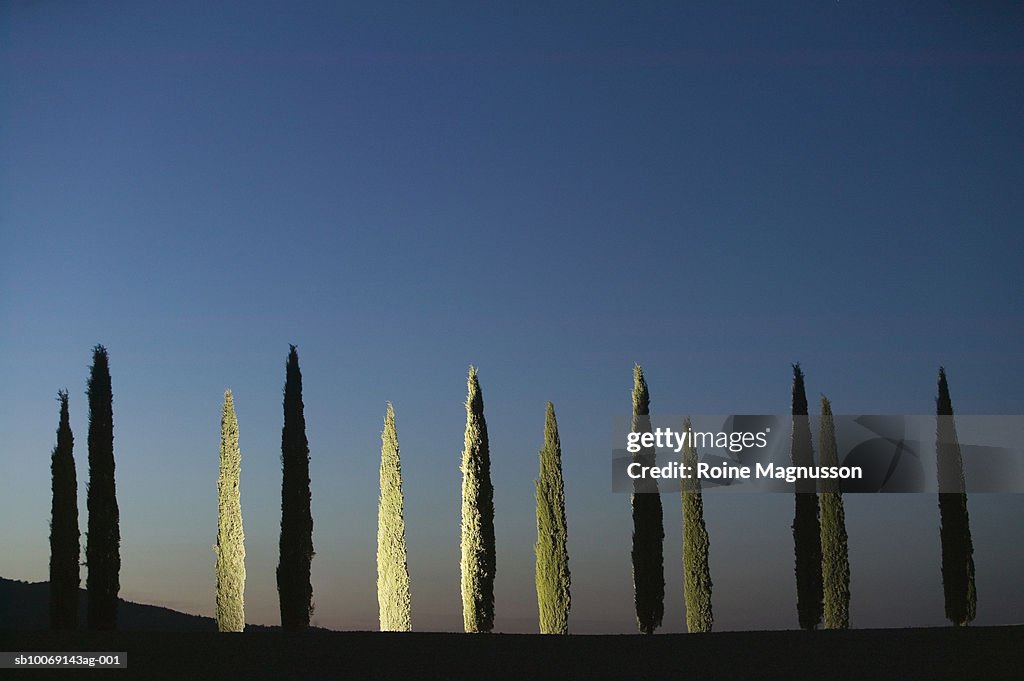 Italy, Toscana, San Quirico d'Orcia, cypress trees