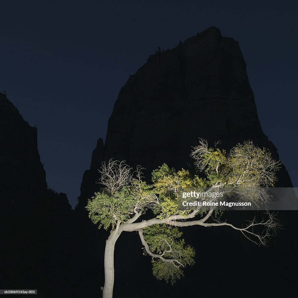 USA, California, Zion National Park, illuminated tree