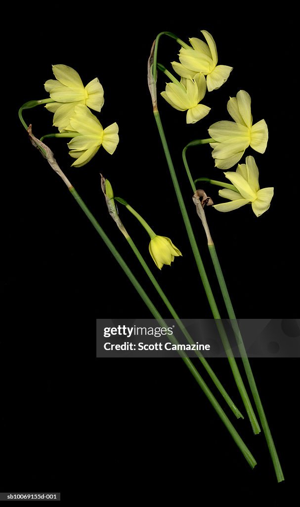 Daffodils on black background