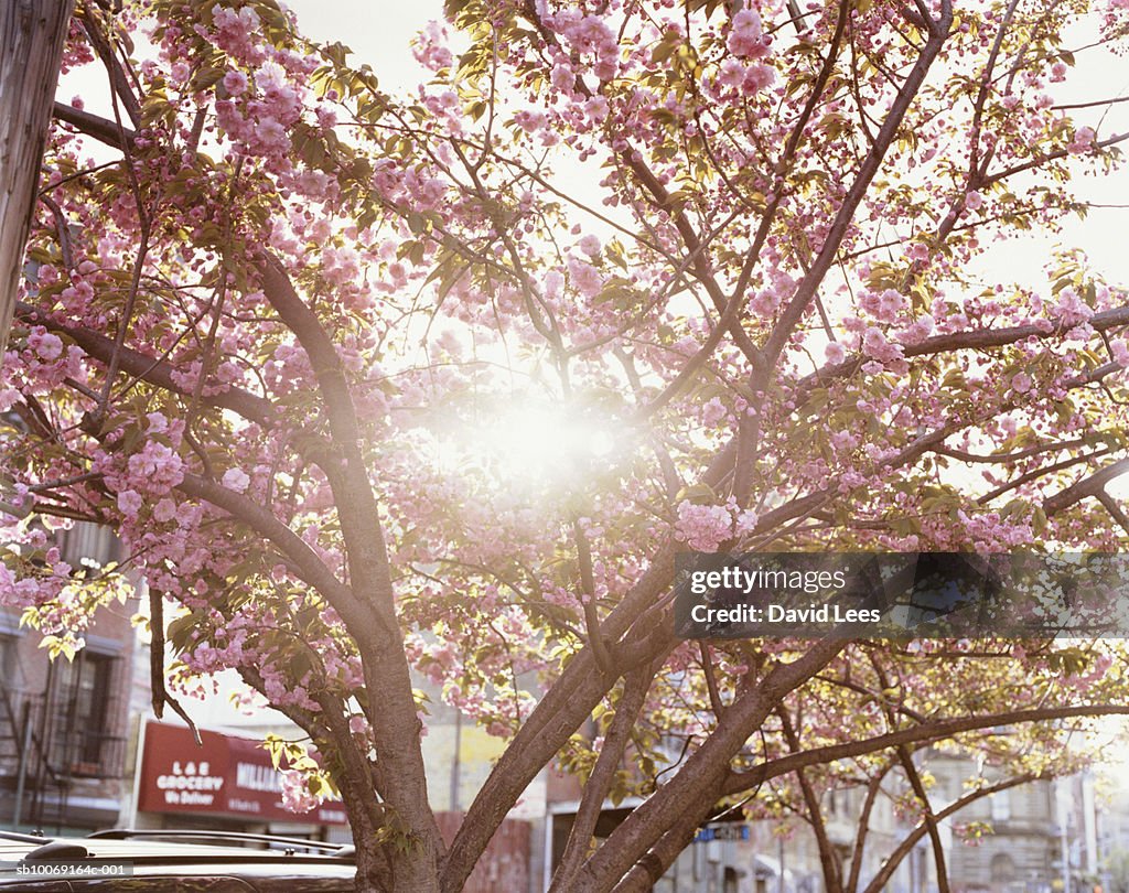 Cherry blossom