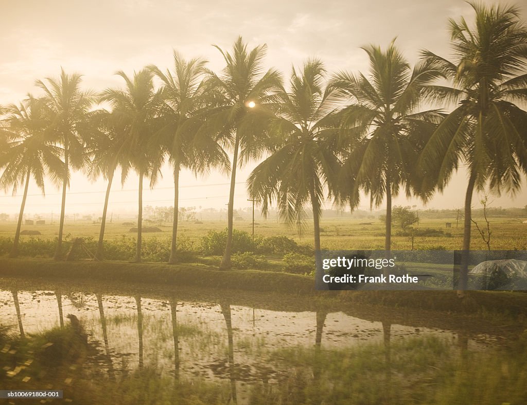 India, Palm trees Reflecting on water