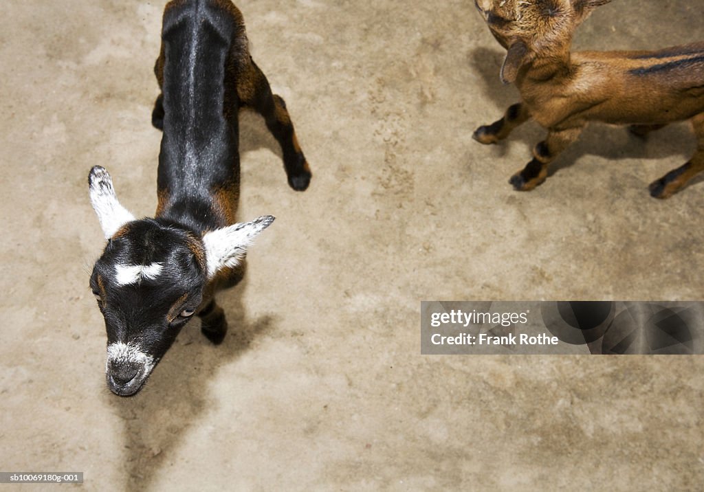 Two young goats walking, high angle view