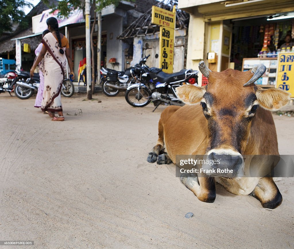 India, Cow resting on road