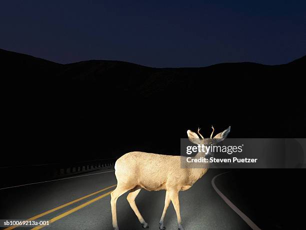 deer crossing road caught in headlights - in de koplampen gevangen stockfoto's en -beelden