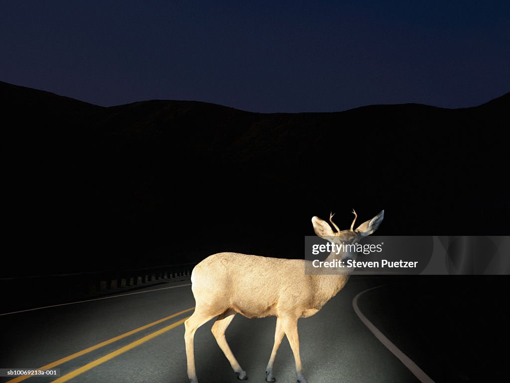 Deer crossing road caught in headlights
