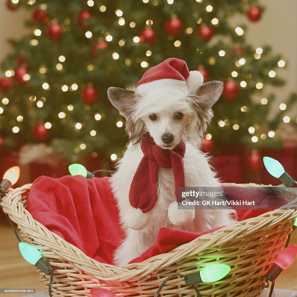 Chinese Crested Dog sitting in basket decorated with fairy lights, close-up