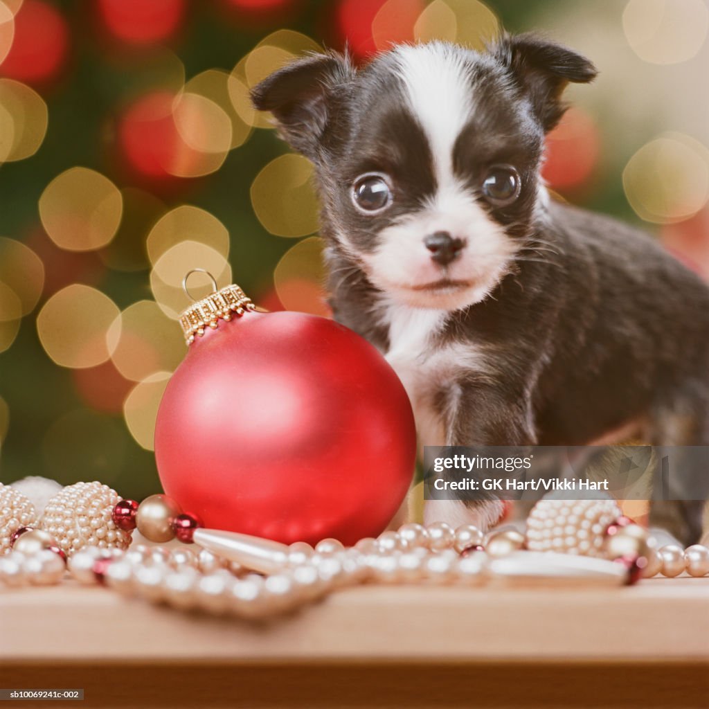 Chihuahua Puppy with Christmas bauble, close-up