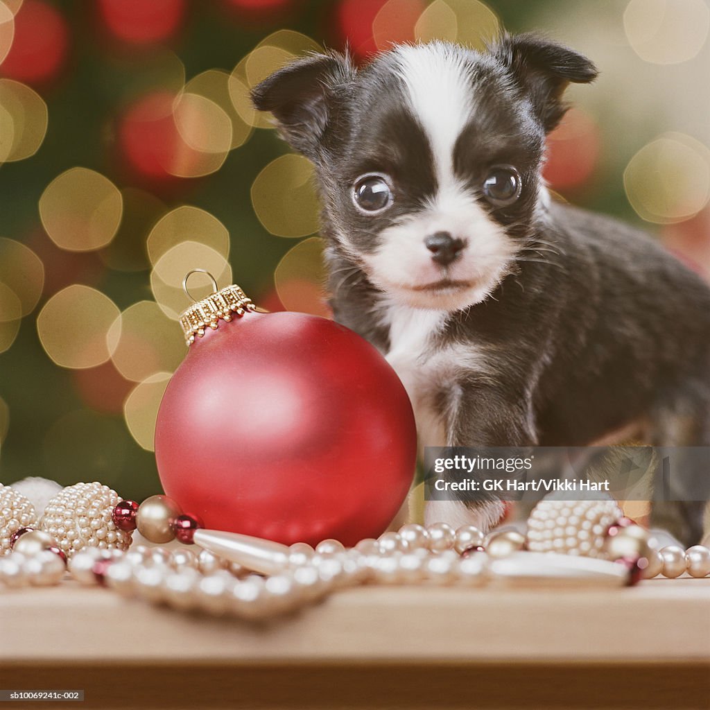 Chihuahua Puppy with Christmas bauble, close-up