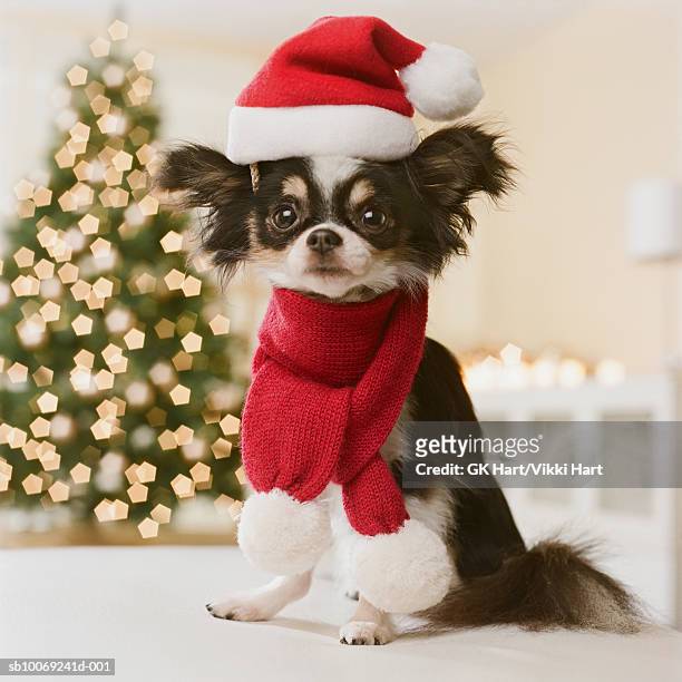 long haired chihuahua with santa hat and scarf, close-up - long haired chihuahua stock-fotos und bilder