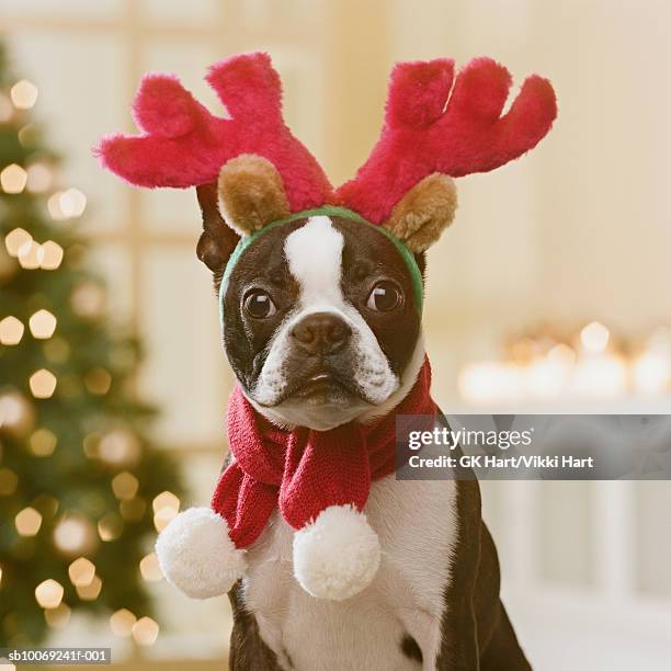 boston terrier wearing reindeer antlers in front of christmas tree, close-up - silly christmas lights stock-fotos und bilder