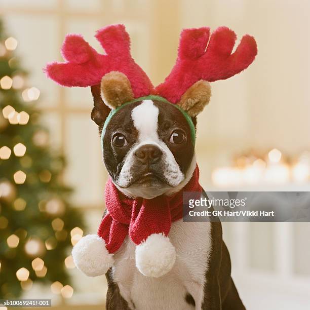 boston terrier wearing reindeer antlers in front of christmas tree, close-up - christmas dog fotografías e imágenes de stock