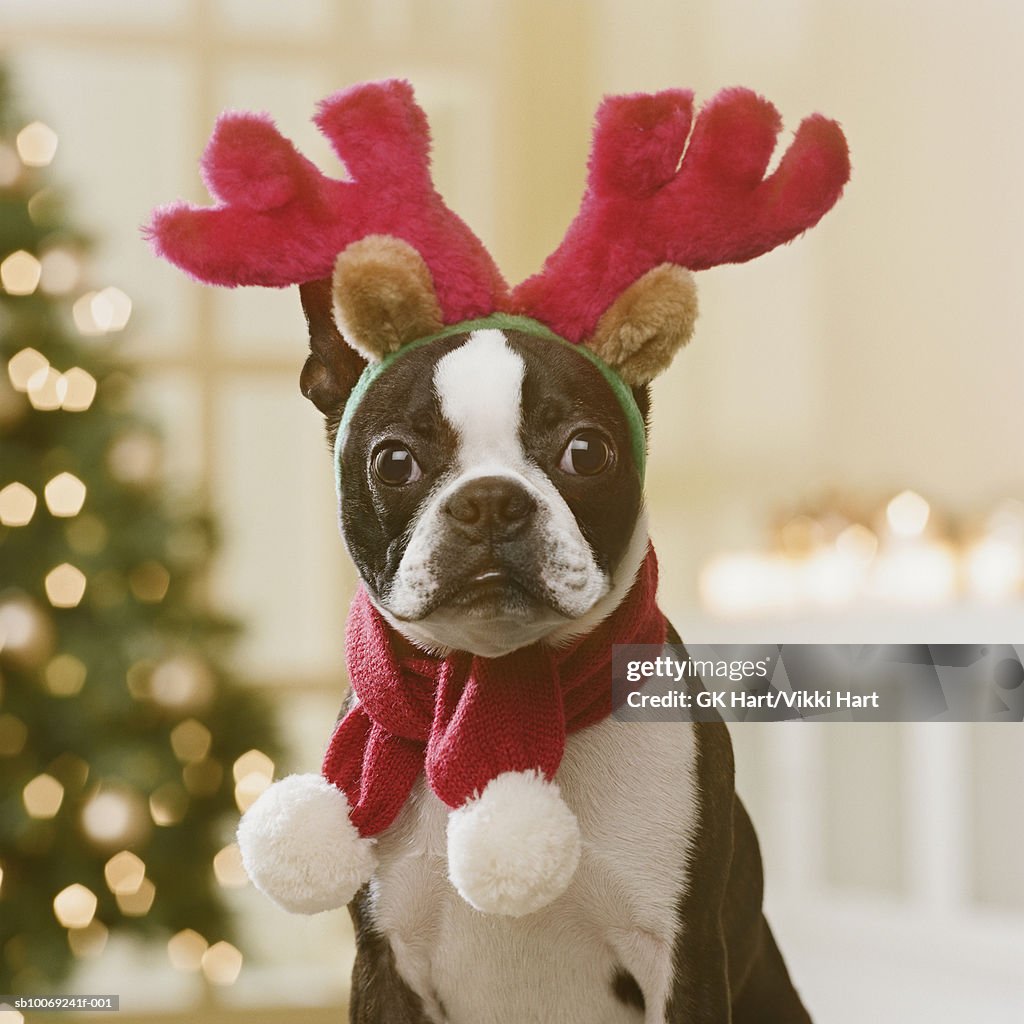Boston Terrier wearing reindeer antlers in front of Christmas tree, close-up