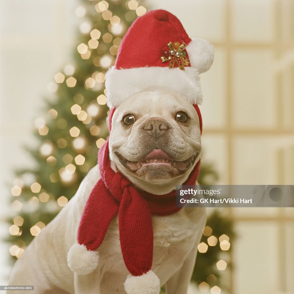 French Bulldog wearing Santa hat and scarf in front of Christmas tree, close-up