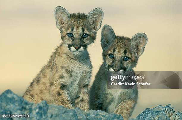 mountain lion (felis concolor) cubs, close-up - cougar cub foto e immagini stock