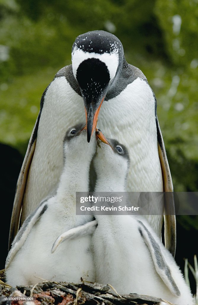 Gentoo penguin (Pygoscelis papua) feeding chicks