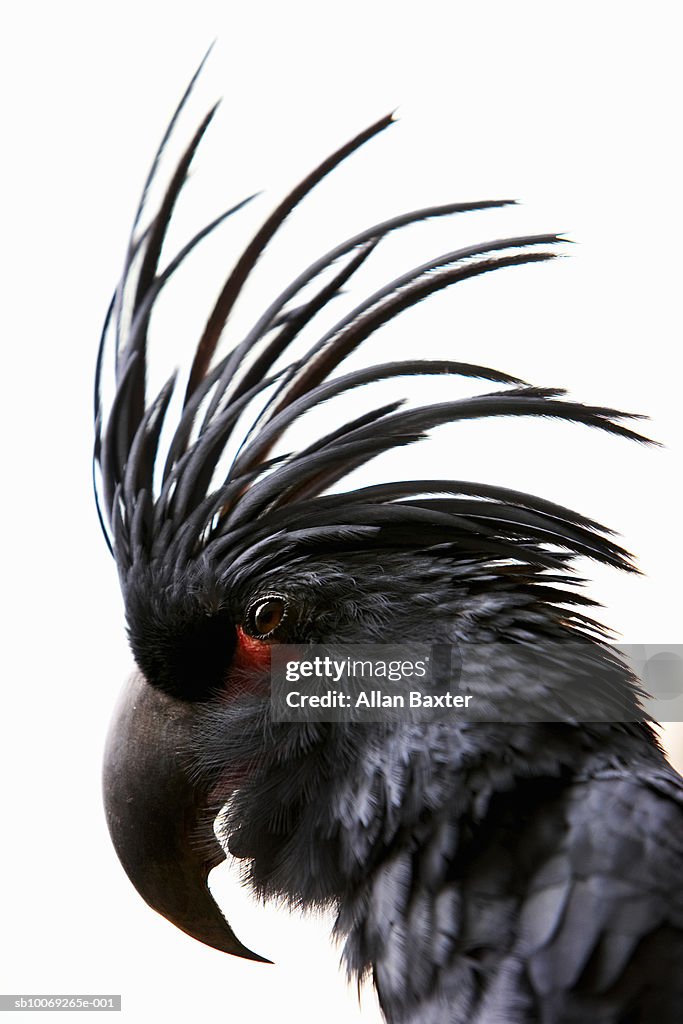Palm Cockatoo, close-up
