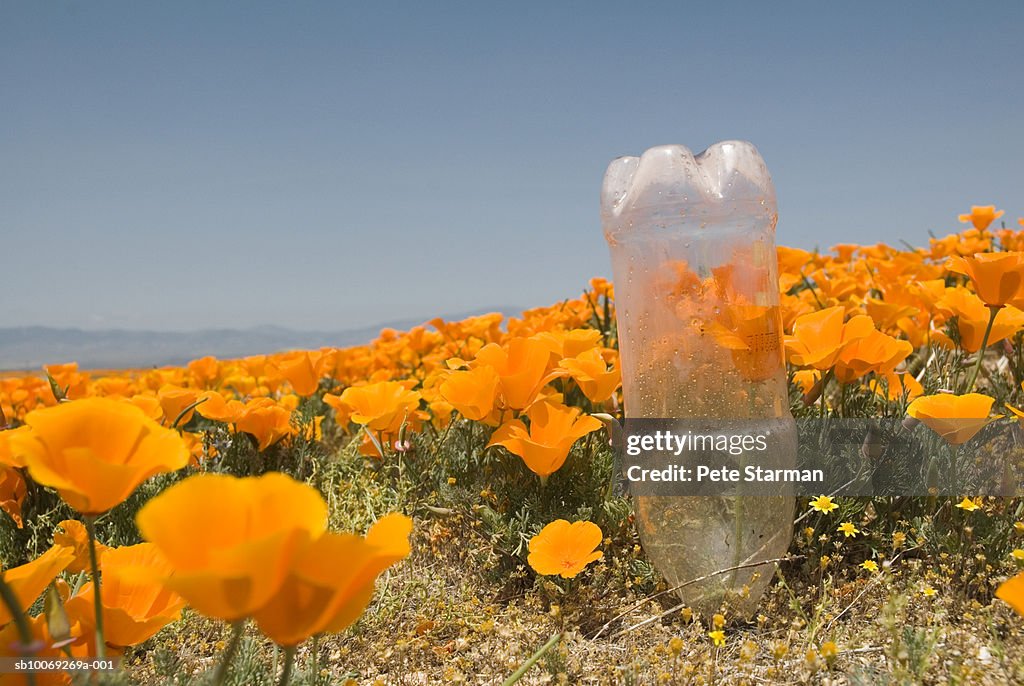 USA, California, Antelope Valley, plastic bottle in poppy field