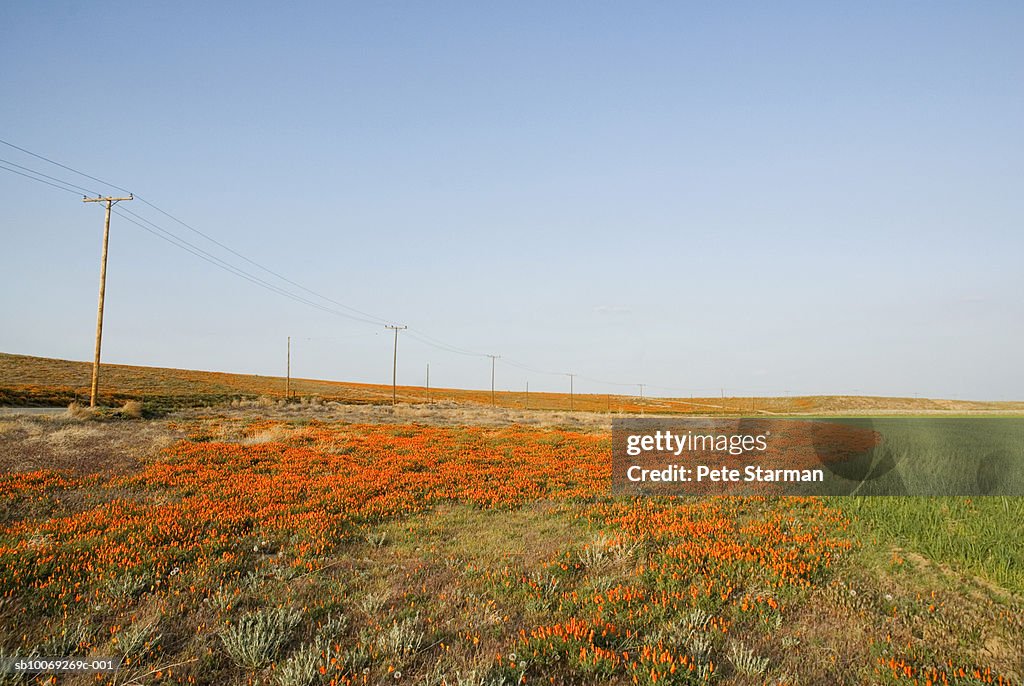 USA, California, Antelope Valley, California Poppy Reserve, meadow along road