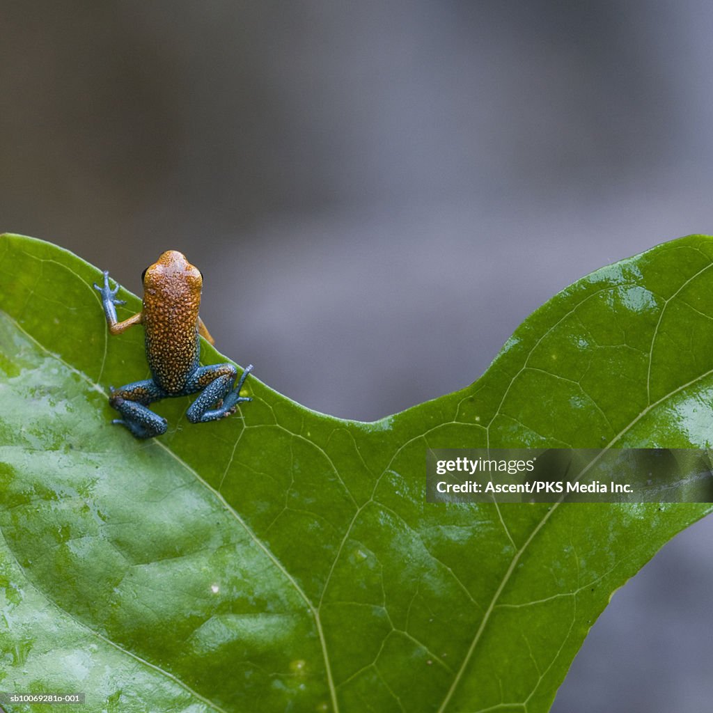 Strawberry Poison-dart frog (Dendrobates pumilio) on leaf