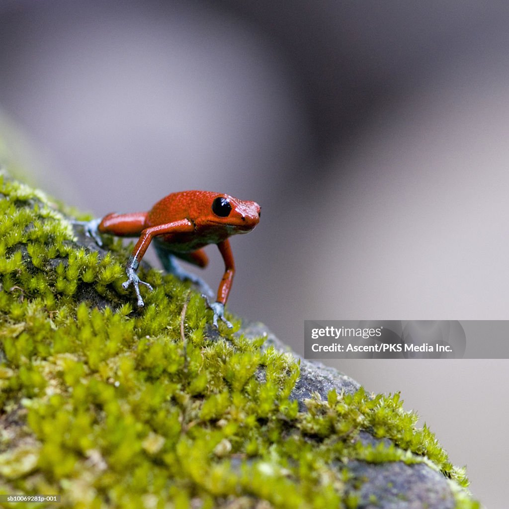 Strawberry Poison-dart frog (Dendrobates pumilio) on moss
