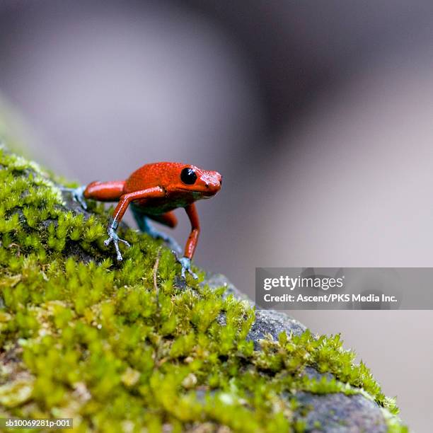 438 Frog Moss Stock Photos, High-Res Pictures, and Images - Getty Images