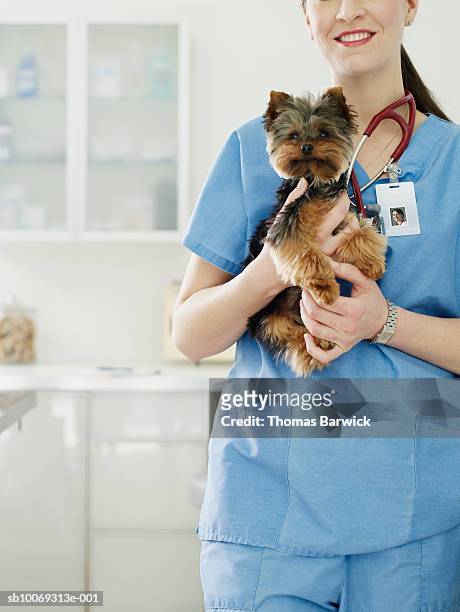 female veterinarian holding yorkshire terrier puppy - yorkshireterriër stockfoto's en -beelden