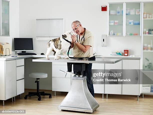 male veterinarian examining bulldog in vet exam room - clinique vétérinaire photos et images de collection