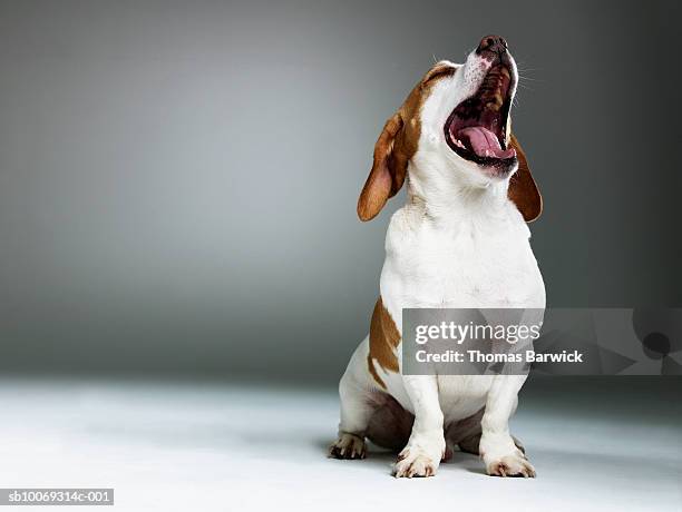 mixed breed dog yawning, close-up - yawning foto e immagini stock