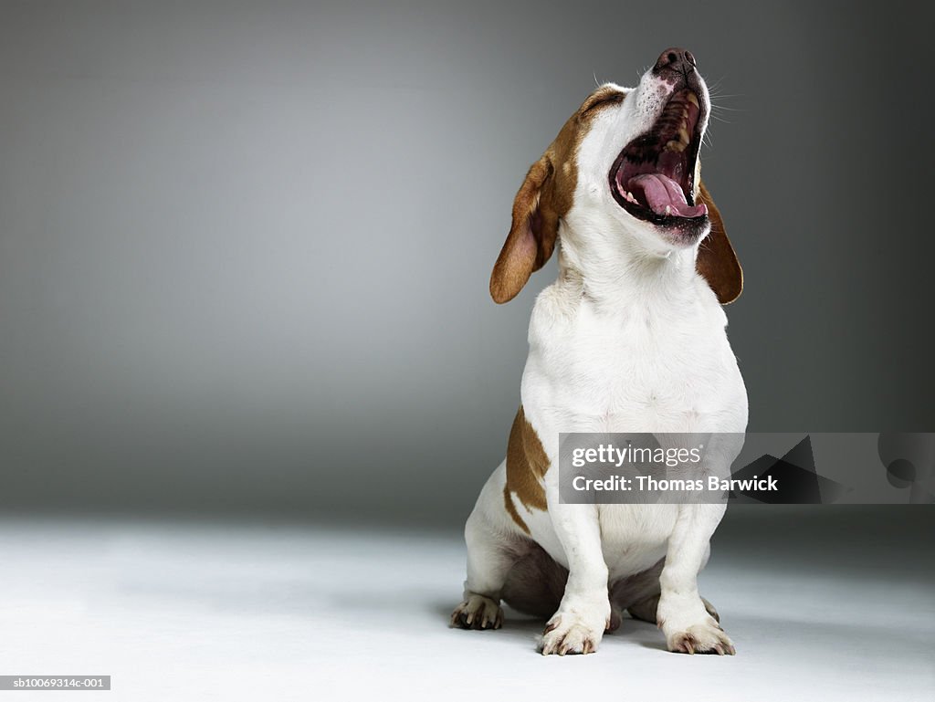 Mixed breed dog yawning, close-up