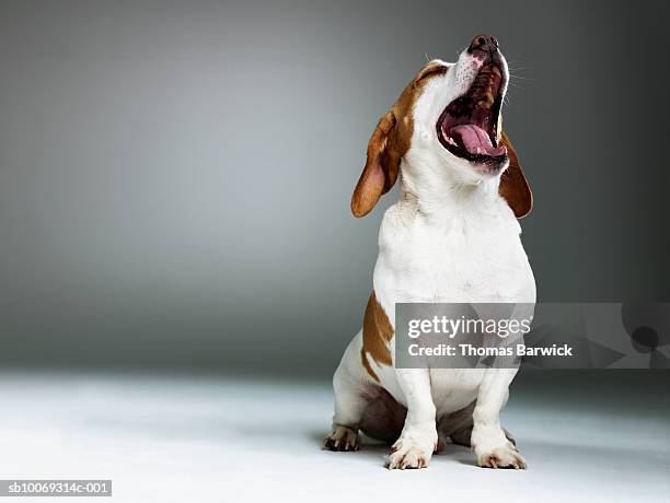 mixed breed dog yawning, close-up - yawning stock pictures, royalty-free photos & images